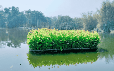 Transforming India’s Water Bodies with Floating Wetlands: A Natural Solution